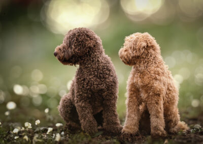 2 Australian Doodles tijdens een unieke honden fotoshoot met natuurlijk licht in een prachtig bos. Omgeving van Noord Holland.